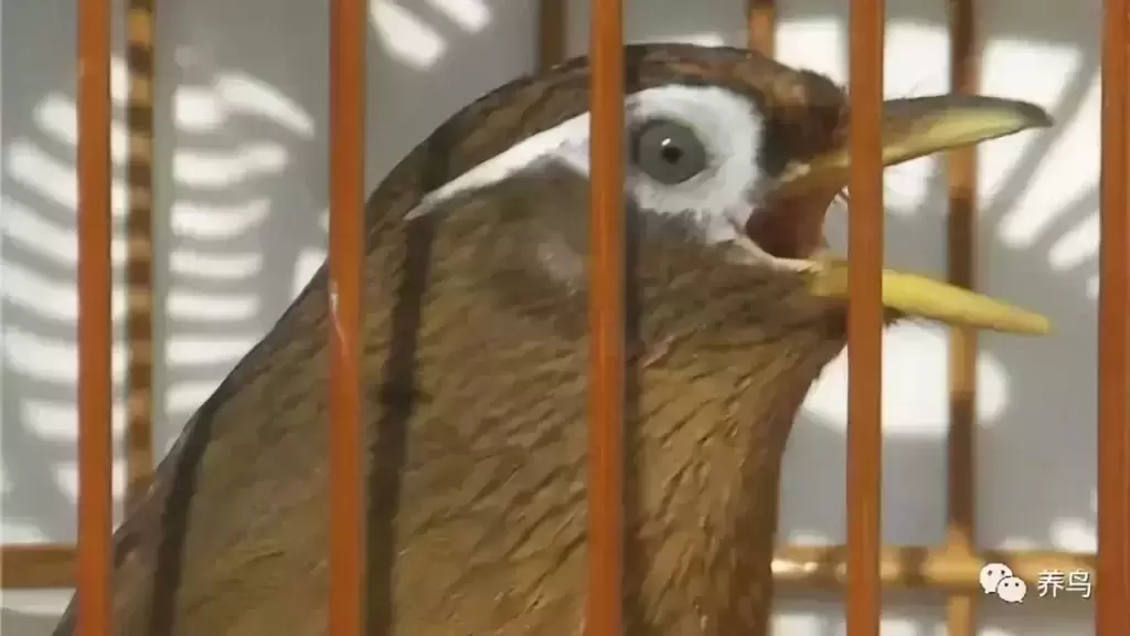 幼鸟上火的症状有哪些表现图片 ，幼鸟上火的症状有哪些表现呢？