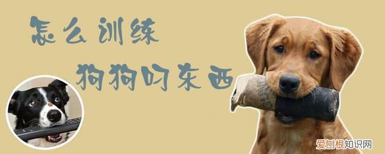 怎么训练狗狗叼东西，怎么训练狗狗叼东西的能力