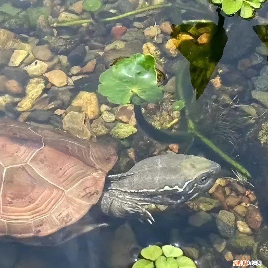 龟苗补钙方法 ，乌龟缺钙吃什么药？
