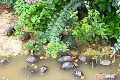 龟苗补钙方法 ，乌龟缺钙吃什么药？