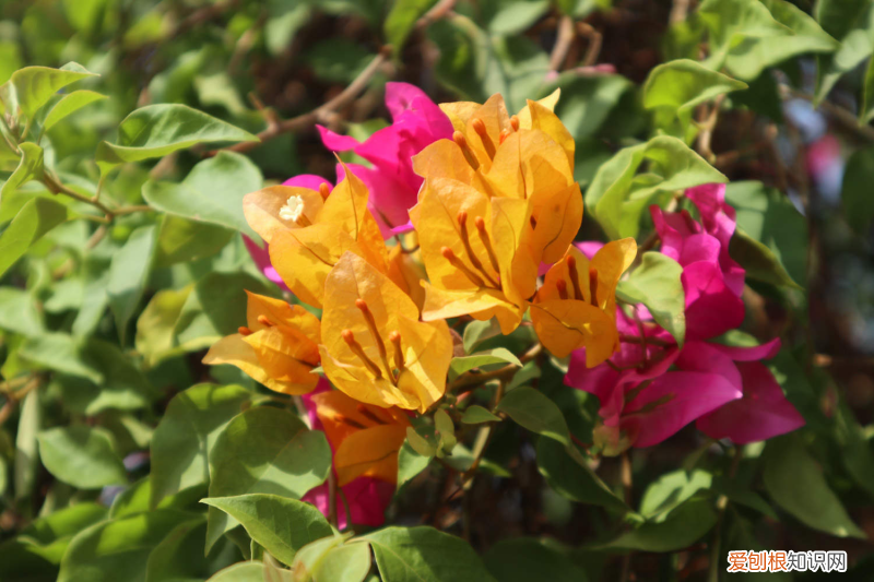 海口适合养什么花,市花和市树是什么植物,海口适合养什么花,市花和市树是什么?