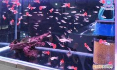 小型热带鱼吧百度贴吧 ，麻烦查一下小型热带鱼？