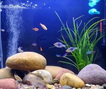 冬天养殖鱼 ，冬季鱼类养殖注意事项？