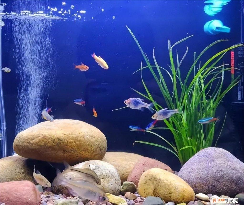 冬天养殖鱼 ，冬季鱼类养殖注意事项？