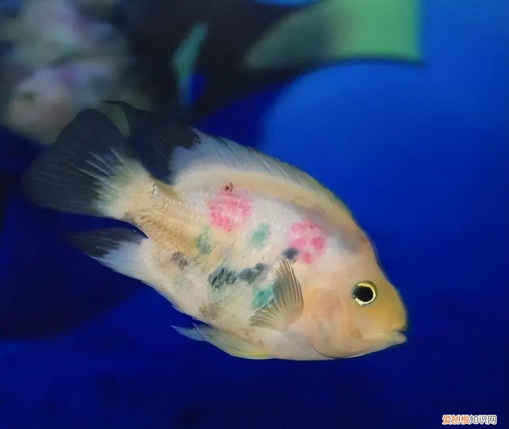 冬天养殖鱼 ，冬季鱼类养殖注意事项？