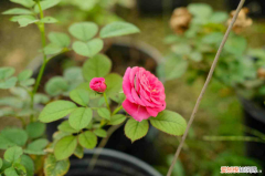 洛阳什么花最美，洛阳适合养什么花，市花和市树是什么？