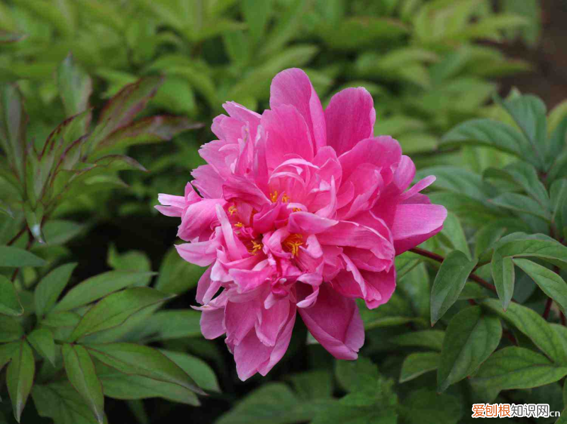 洛阳什么花最美，洛阳适合养什么花，市花和市树是什么？