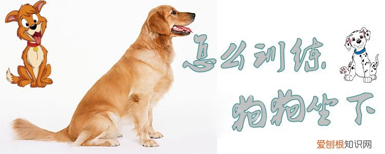 怎么训练狗狗坐下，3分钟教你如何训练狗狗坐下,超级有效实用