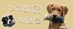 如何训狗叼东西，如何训狗叼东西回家