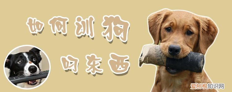 如何训狗叼东西,如何训狗叼东西回家