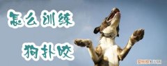 怎么训练狗扑咬，怎样训练狗扑咬