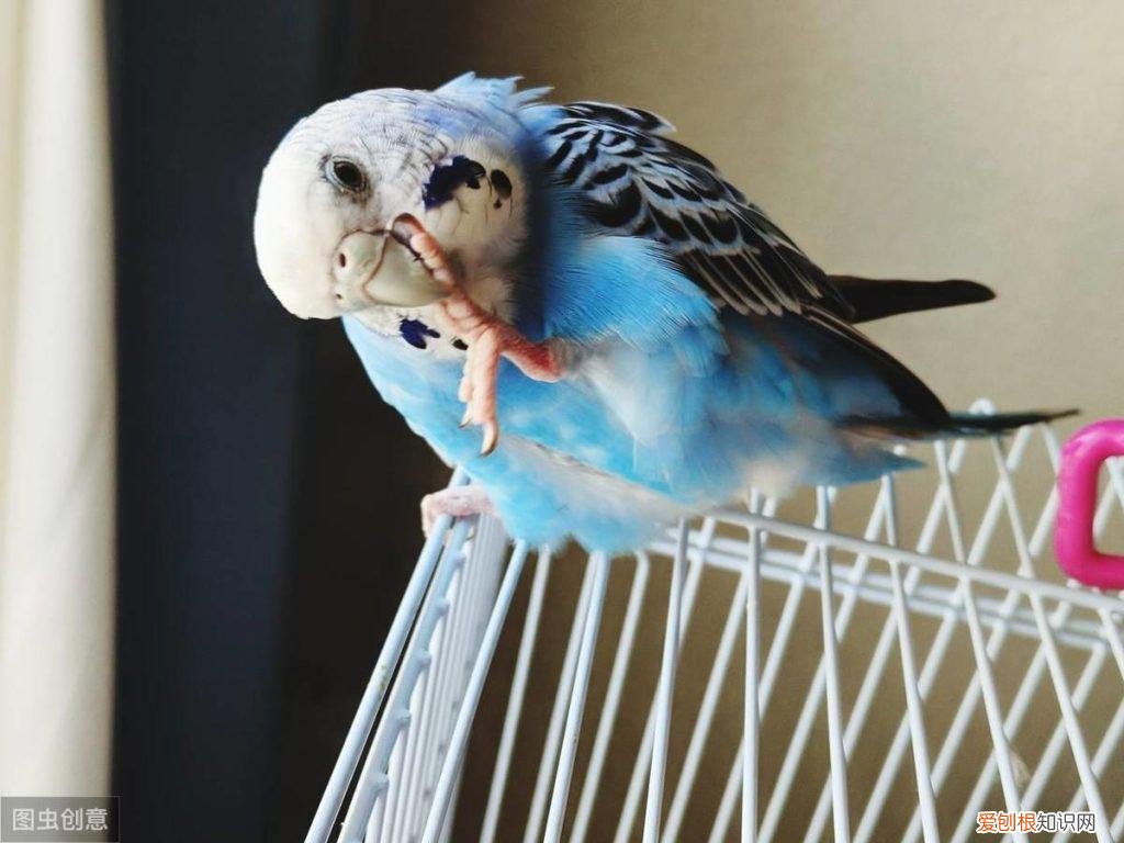如何驯服鹦鹉 ，如何训鹦鹉?？