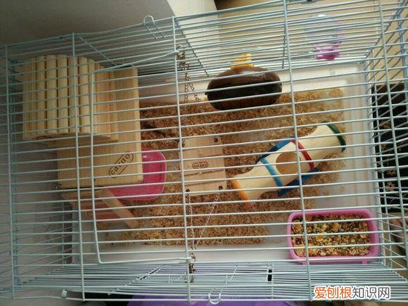 仓鼠越狱一天了,家里都翻遍了,还是找不到! ,仓鼠如果越狱了会躲在什么地方呢?