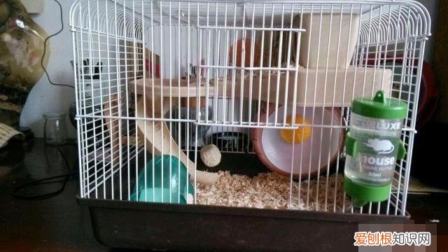 仓鼠越狱一天了,家里都翻遍了,还是找不到! ,仓鼠如果越狱了会躲在什么地方呢?