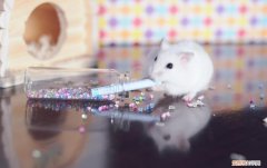 仓鼠越狱一天了,家里都翻遍了,还是找不到! ，仓鼠如果越狱了会躲在什么地方呢？