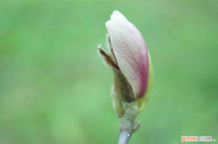 衡阳有什么花，衡阳适合养什么花，市花和市树是什么？