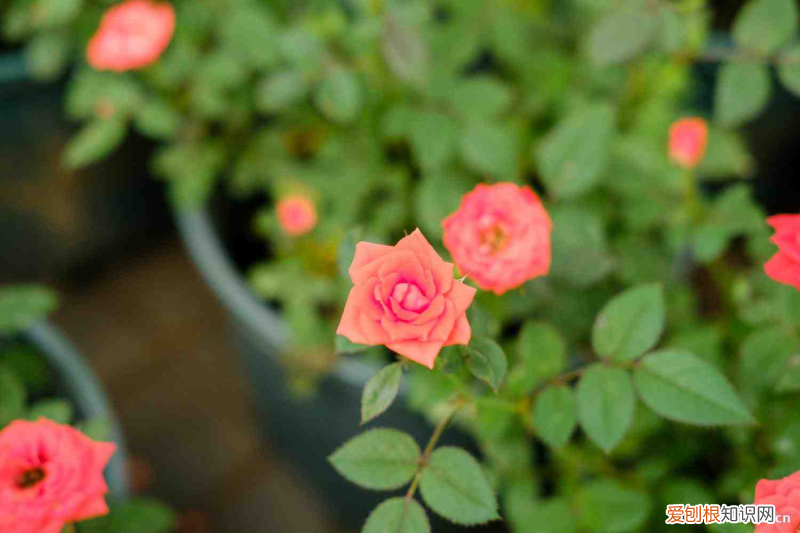 衡阳有什么花，衡阳适合养什么花，市花和市树是什么？