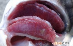 各种鱼病防治方法 ，鱼病治疗大全？