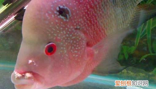 各种鱼病防治方法 ，鱼病治疗大全？