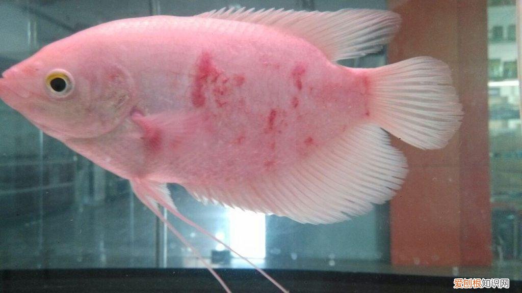 各种鱼病防治方法 ，鱼病治疗大全？