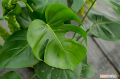 耐阴易养的植物有哪些，最耐阴的十大漂亮植物，十种室内最好养的植物盆栽？