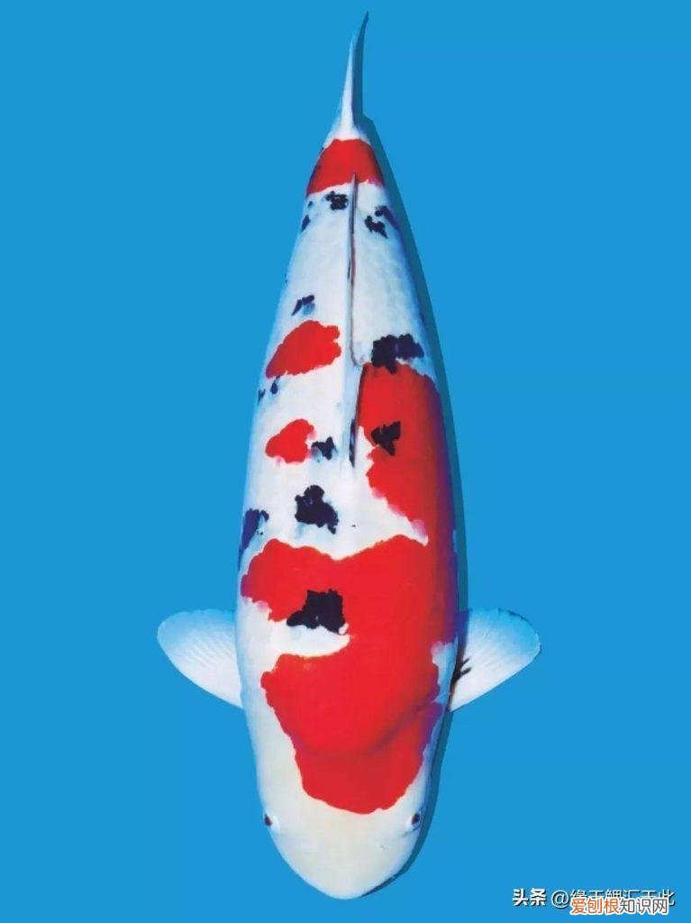 锦鲤到底怎么喂 ，锦鲤喂食的正确方法锦鲤一天？