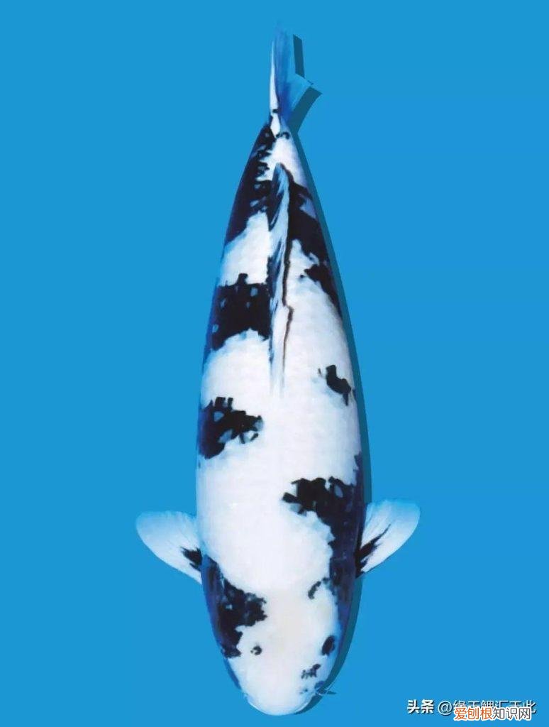 锦鲤到底怎么喂 ，锦鲤喂食的正确方法锦鲤一天？