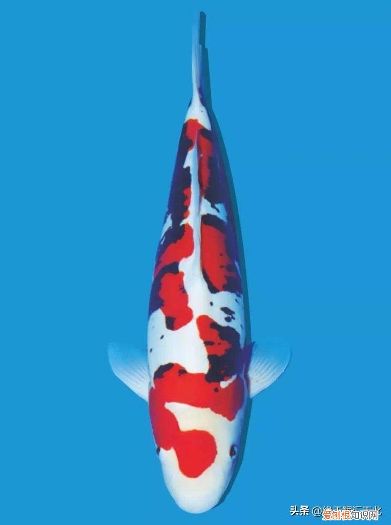 锦鲤到底怎么喂 ，锦鲤喂食的正确方法锦鲤一天？