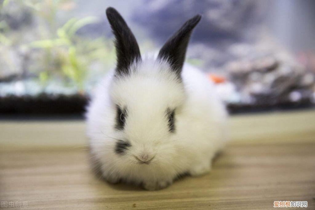 兔子过冬的绝招 ，宠物兔如何过冬天？