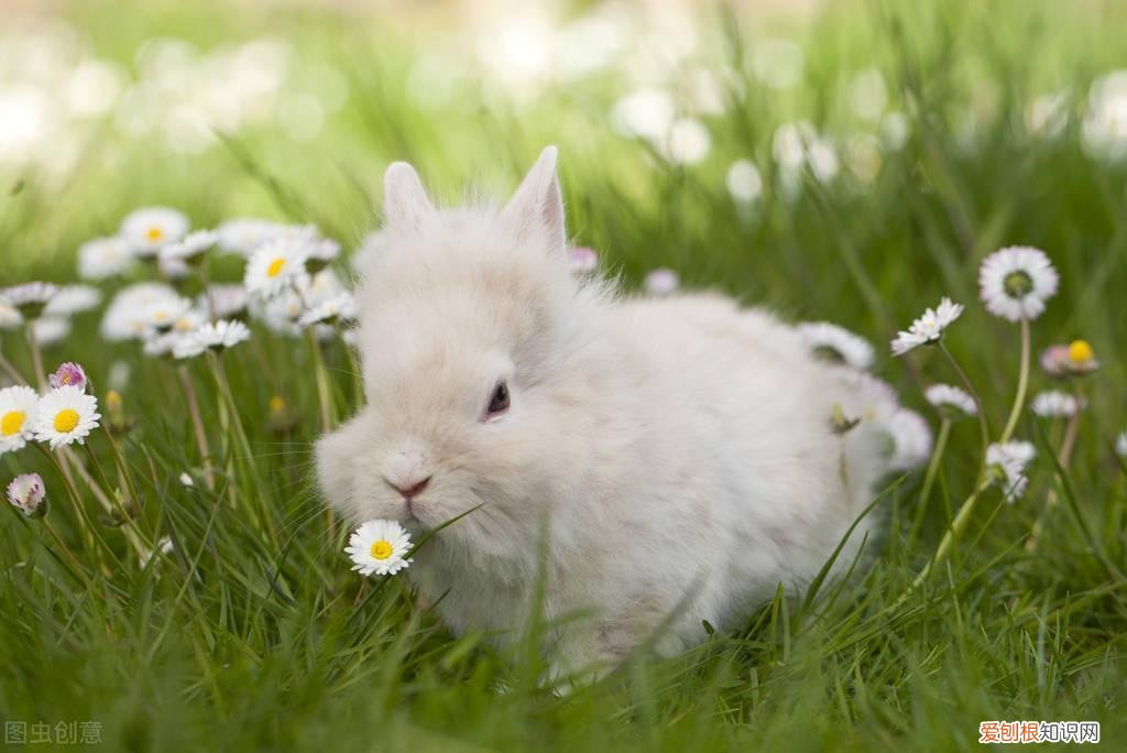 兔子过冬的绝招 ，宠物兔如何过冬天？