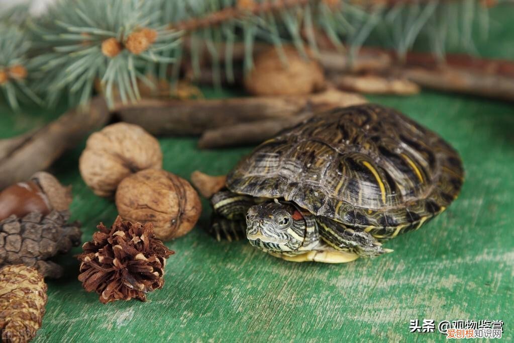 乌龟吃的是啥 ，乌龟吃是吃什么的？