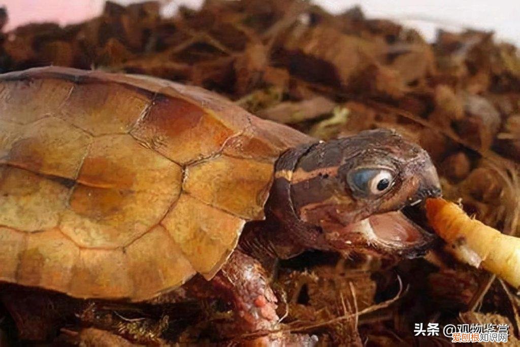 乌龟吃的是啥 ，乌龟吃是吃什么的？