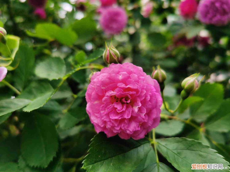 适合露天的植物盆景,适合露天四季盆栽植物?