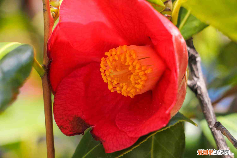 适合露天的植物盆景,适合露天四季盆栽植物?
