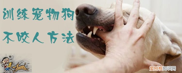 训练宠物狗不咬人方法，训练狗狗不咬人的方法教一下