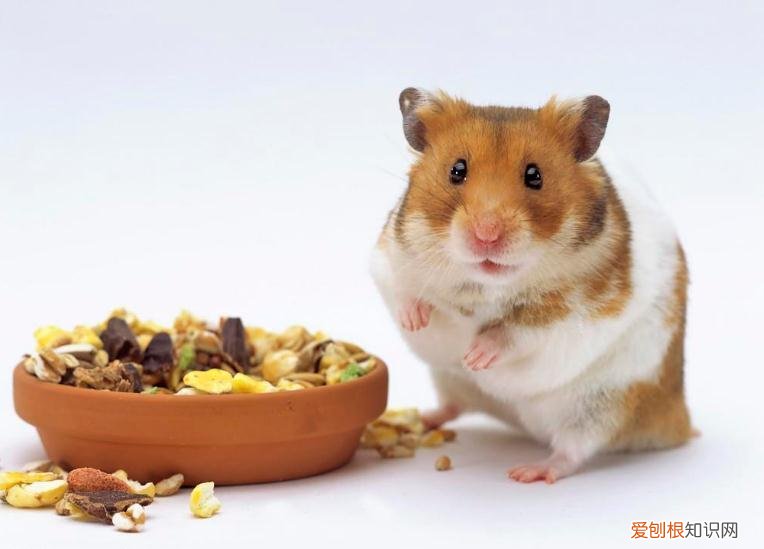 养仓鼠的必需品和须知 ，养仓鼠该注意的卫生问题？