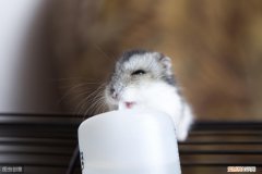 仓鼠每天喝多少水才够 ，仓鼠怎么喂水？