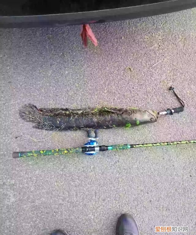 黑鱼最好吃的部位是哪里 ，黑鱼最好吃的部位是什么？