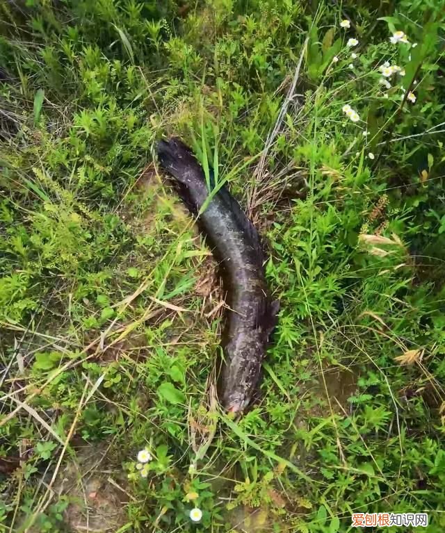 黑鱼最好吃的部位是哪里 ，黑鱼最好吃的部位是什么？