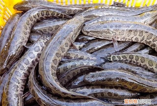 黑鱼最好吃的部位是哪里 ，黑鱼最好吃的部位是什么？