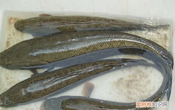 黑鱼最好吃的部位是哪里 ，黑鱼最好吃的部位是什么？