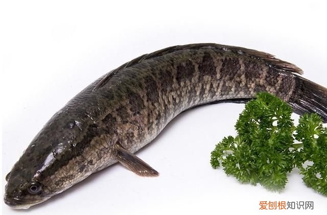 黑鱼最好吃的部位是哪里 ，黑鱼最好吃的部位是什么？