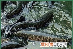 黑鱼最好吃的部位是哪里 ，黑鱼最好吃的部位是什么？