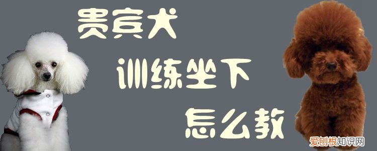贵宾犬训练坐下怎么教，贵宾犬怎么训练动作