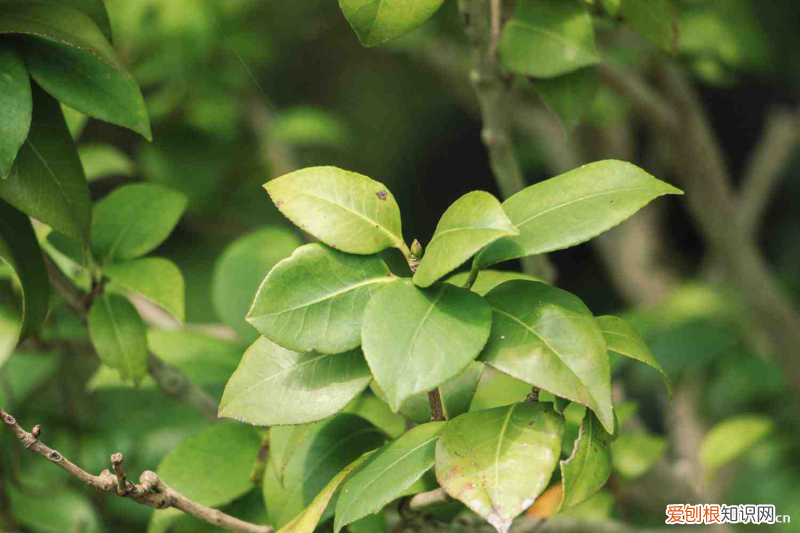 青岛适合养什么花,市花和市树是什么花，青岛适合养什么花，市花和市树是什么？