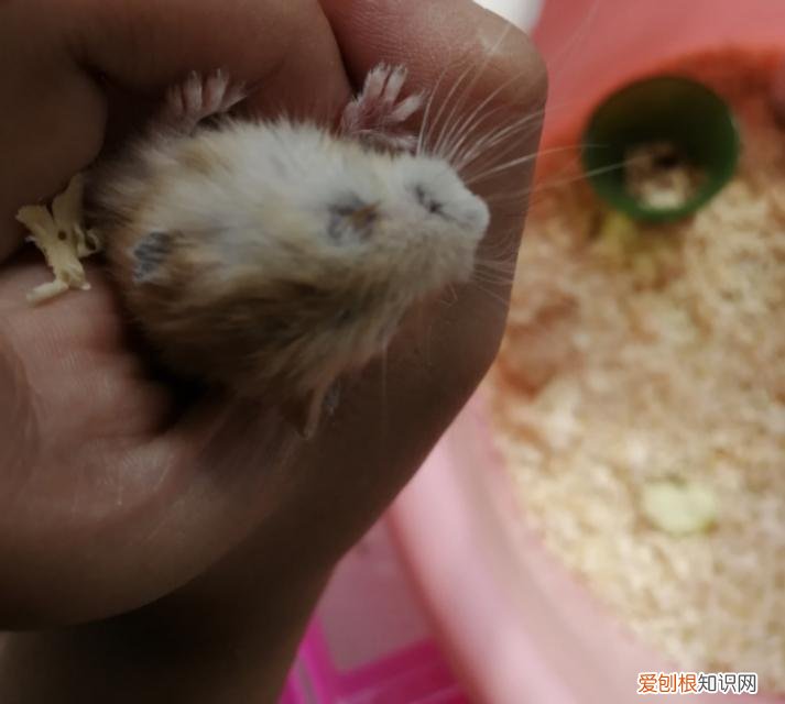 仓鼠眼睛睁不大 ，仓鼠眼睛变小怎么回事？