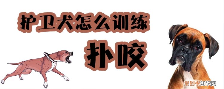 护卫犬怎么训练扑咬,护卫犬怎么训练扑咬主人