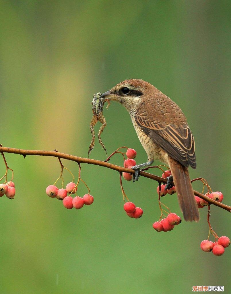 捡到的雏鸟能养活吗 ，在野外捡到小鸟怎么喂养？