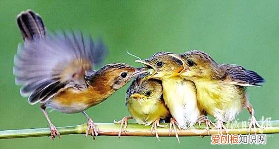 捡到的雏鸟能养活吗 ，在野外捡到小鸟怎么喂养？