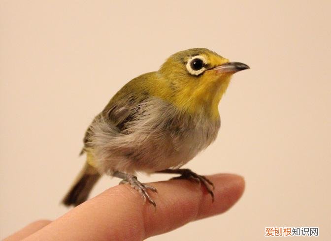 捡到的雏鸟能养活吗 ，在野外捡到小鸟怎么喂养？